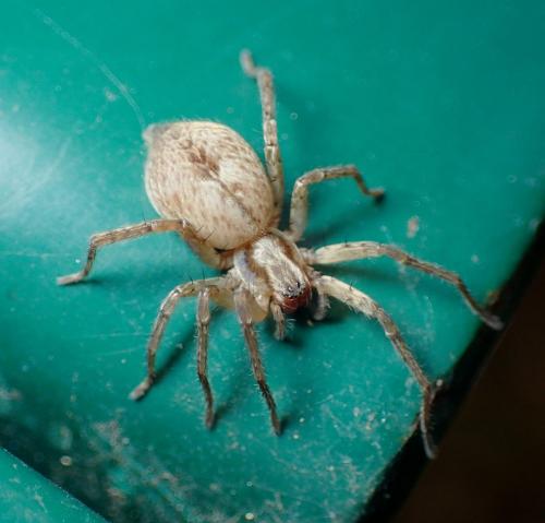 Anyphaena alboirrorata